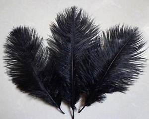 پرهای گران | درباره بازار داغ پر شترمرغ که تا مد پاریس هم رسیده است