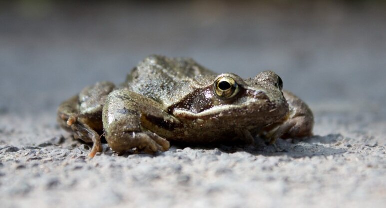 موجوداتی که میتوانند پیر نشوند!