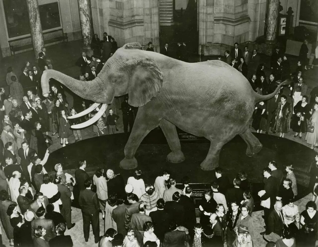 با هنری آشنا شوید؛ بزرگترین فیل ثبتشده دنیا با وزنی سنگینتر از تیرکس | عکس