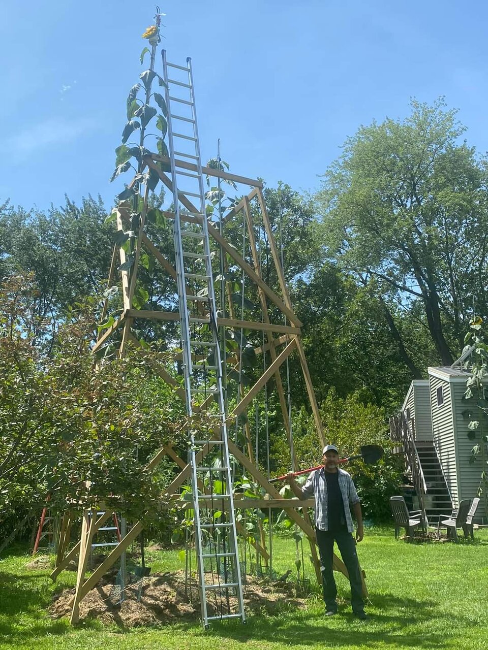 بلندترین گل آفتابگردان جهان در تاریخ ثبت شد + عکس