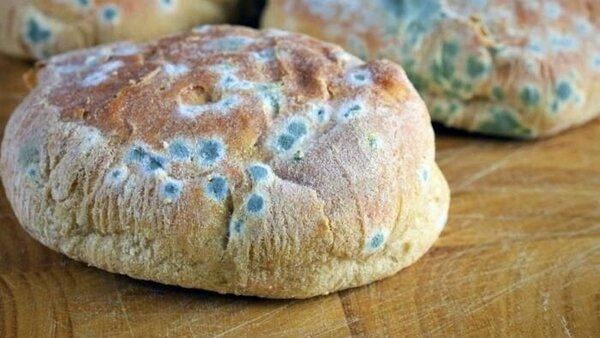 چگونه نان را نگه داریم تا کپک نزند؟