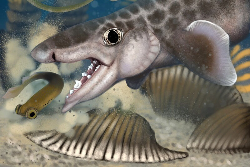 کشف بقایای کوسه باستانی ۳۰ سانتیمتری در طولانیترین غار جهان | عکس