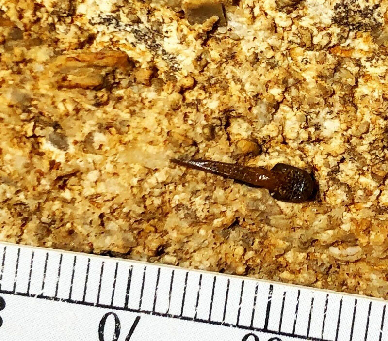 کشف بقایای کوسه باستانی ۳۰ سانتیمتری در طولانیترین غار جهان | عکس