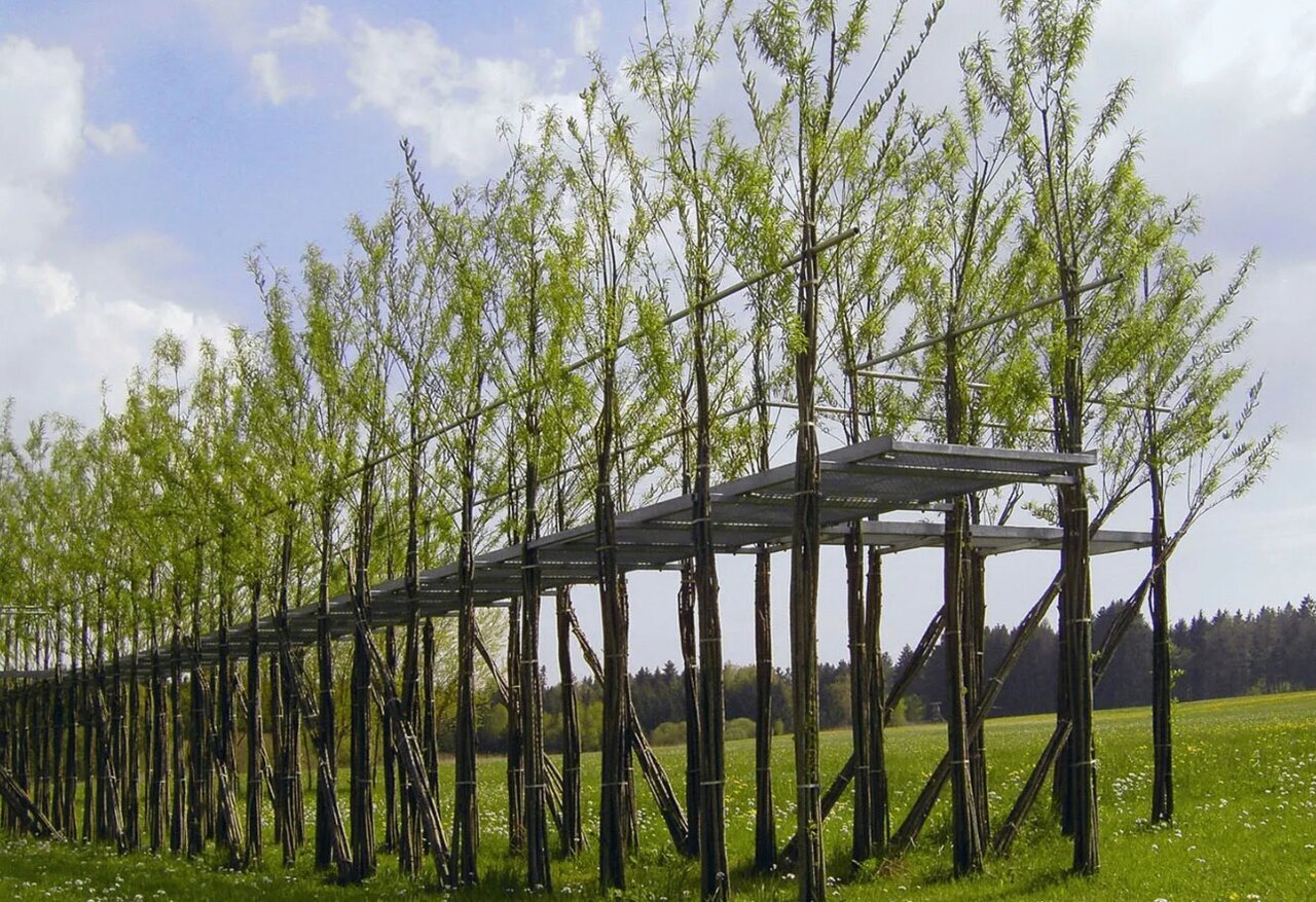 زیباترین و عجیب ترین پلهای زنده جهان + عکس