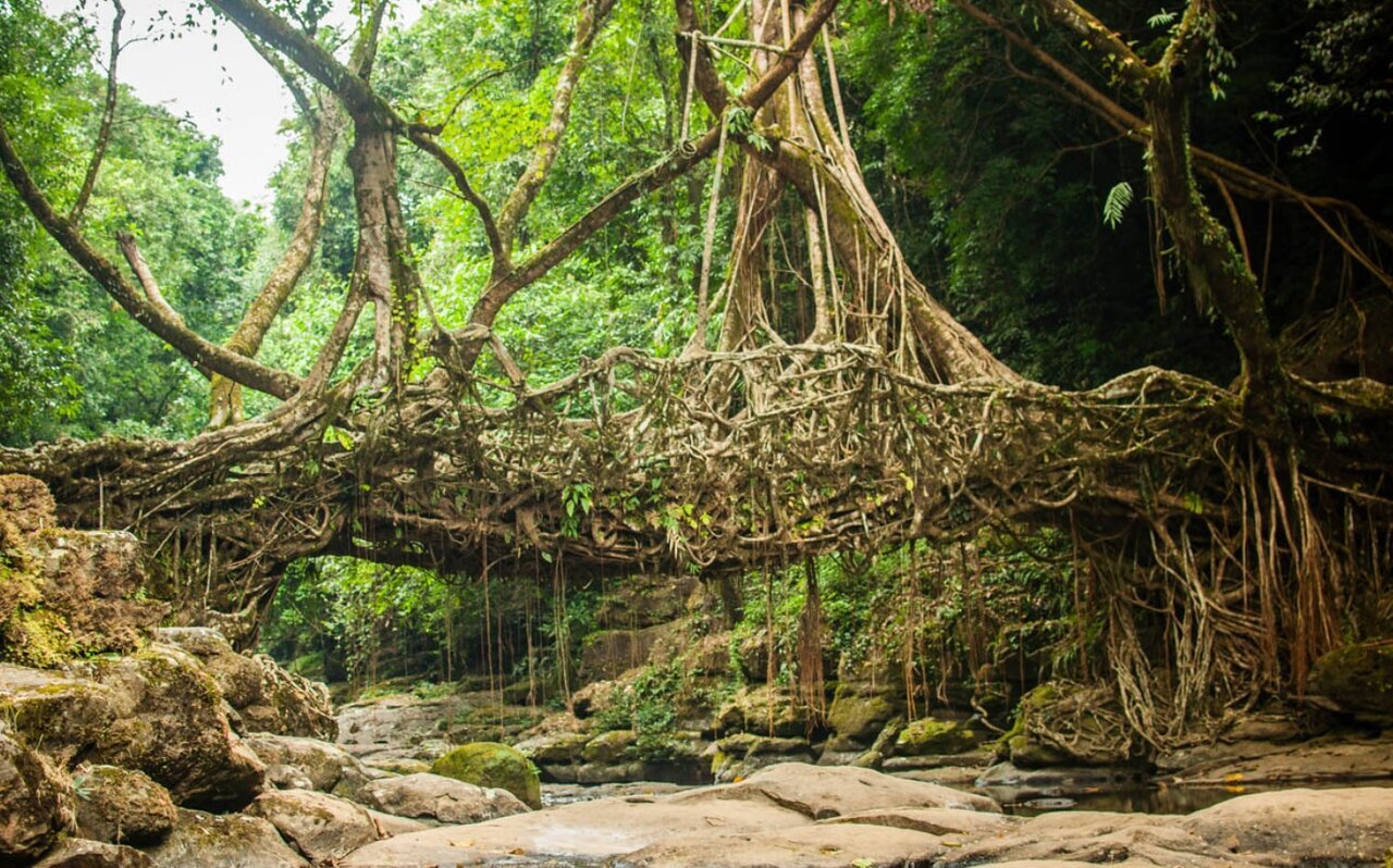 زیباترین و عجیب ترین پلهای زنده جهان + عکس