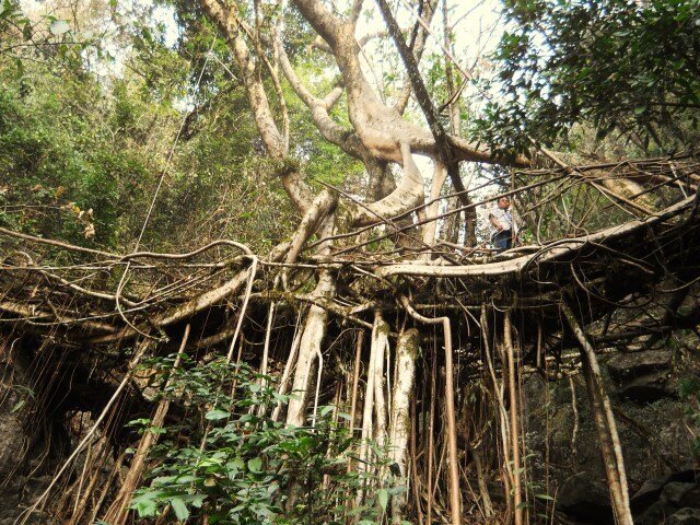 زیباترین و عجیب ترین پلهای زنده جهان + عکس