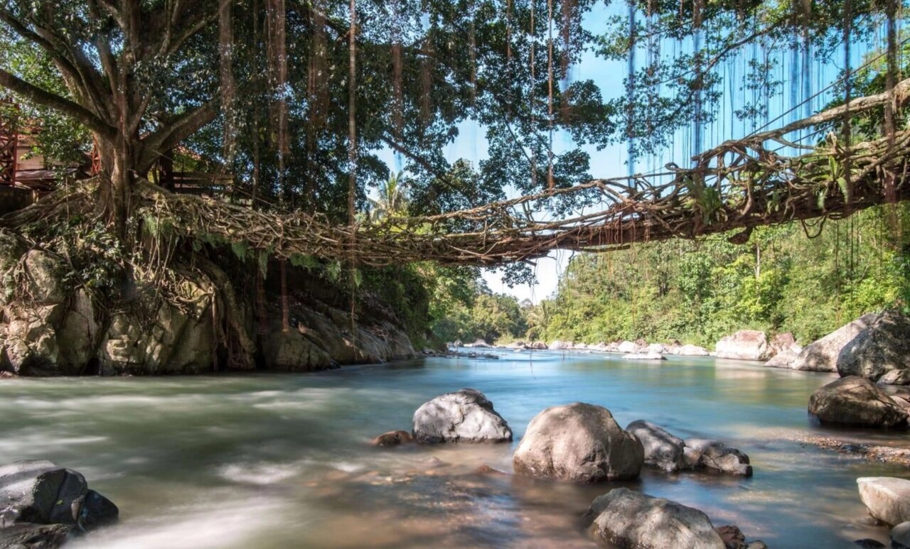 زیباترین و عجیب ترین پلهای زنده جهان + عکس