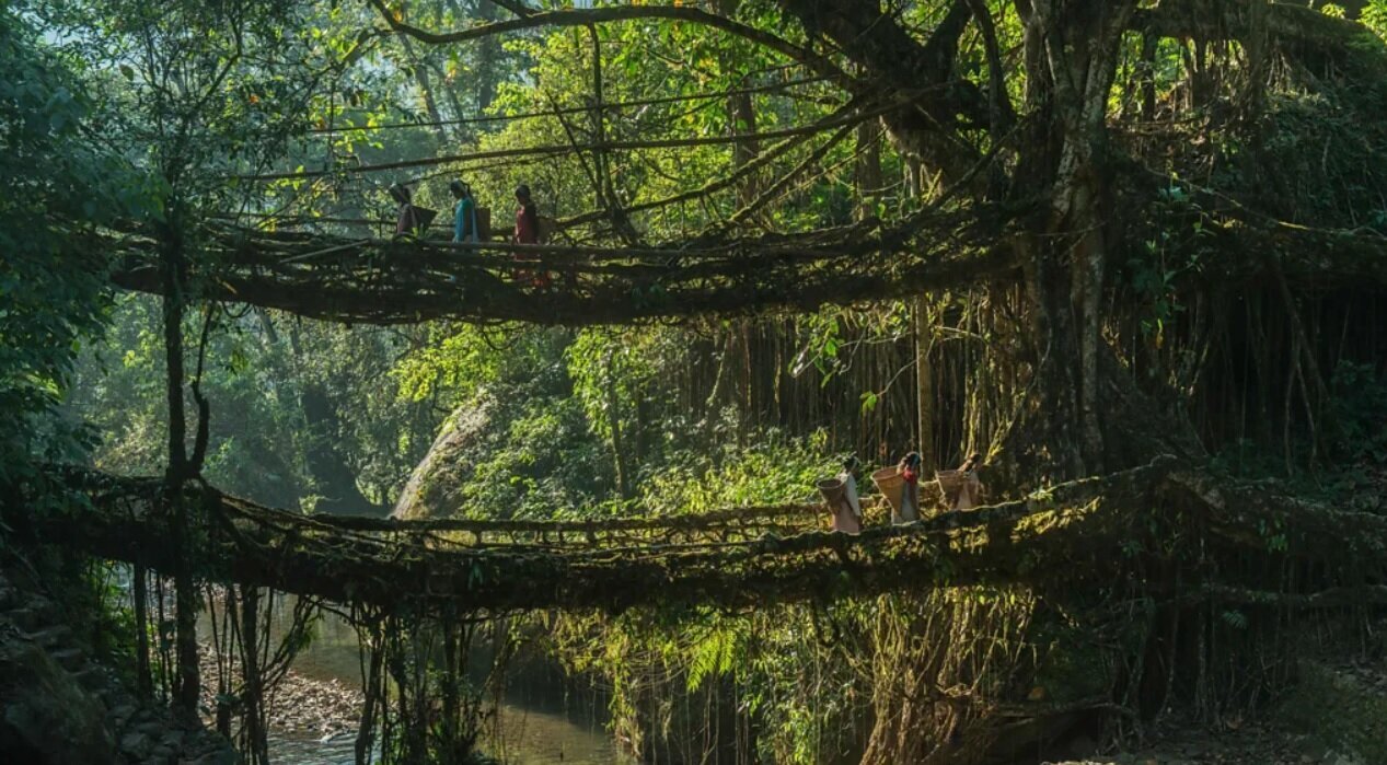 زیباترین و عجیب ترین پلهای زنده جهان + عکس