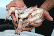 مرغوب‌ترین نوع میگو در این شهر ایران است + تصاویر