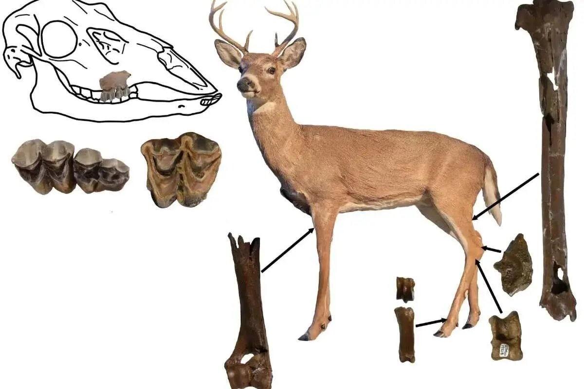 فسیل ۵ میلیون ساله یک گوزن کشف شد!