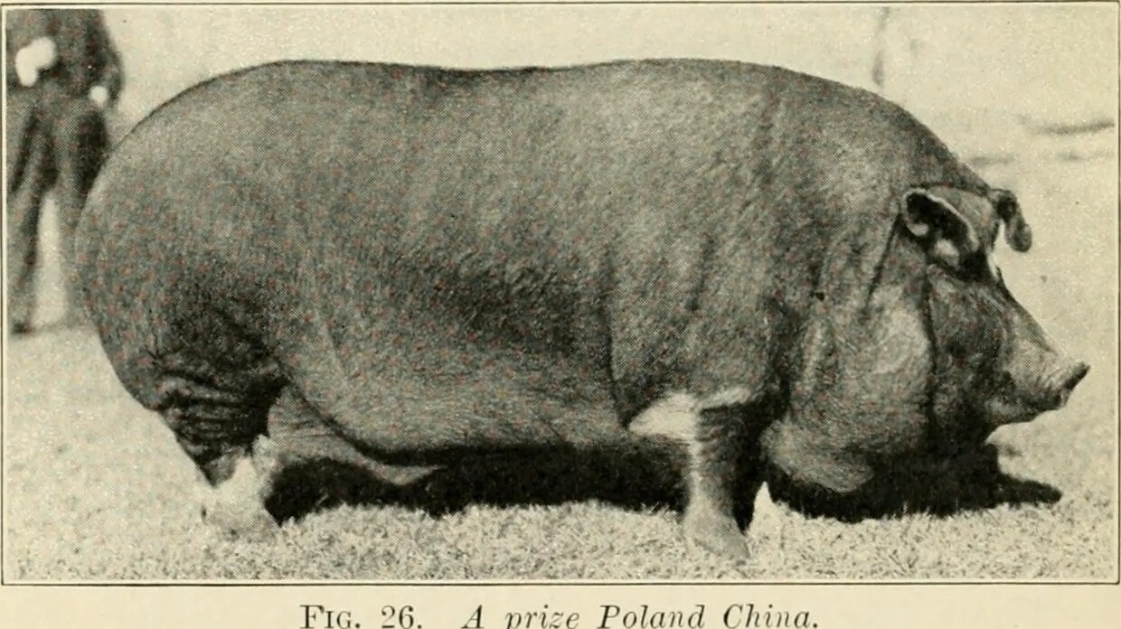 از دیدن این حیوانات غولپیکر شگفتزده میشوید! | عکس