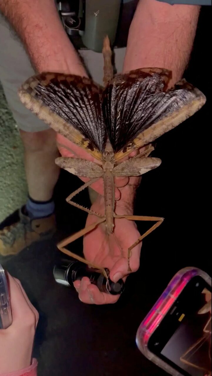 از دیدن این حیوانات غولپیکر شگفتزده میشوید! | عکس