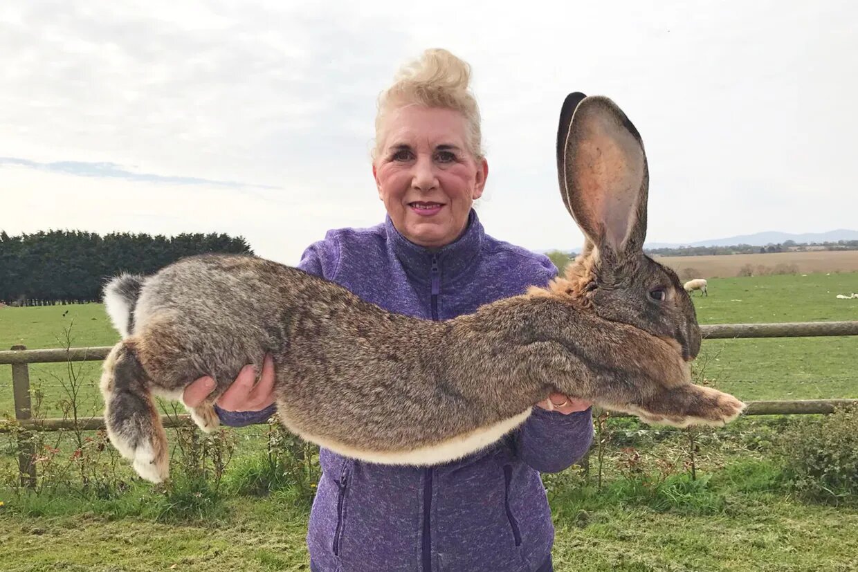 از دیدن این حیوانات غولپیکر شگفتزده میشوید! | عکس