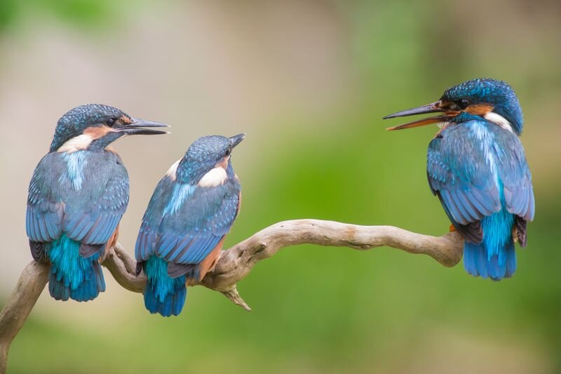 ریه‌های پرندگان پر از میکروپلاستیک: