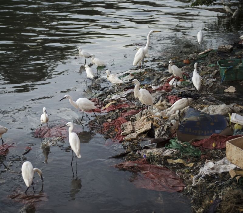 شکارچیان زباله | وقتی پرندگان بهجای غذا پلاستیک میخورند!