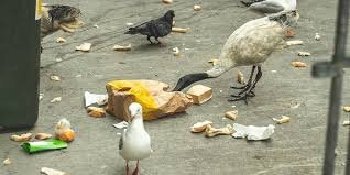 شکارچیان زباله | وقتی پرندگان بهجای غذا پلاستیک میخورند!