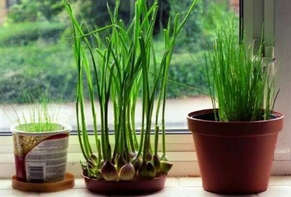 آموزش کاشت سیر در گلدان: سبزیجات تازه همیشه در دسترس شما