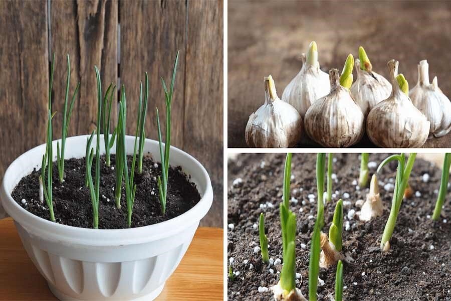 آموزش کاشت سیر در گلدان: سبزیجات تازه همیشه در دسترس شما