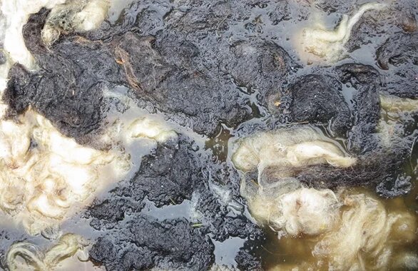 ماجرای عجیب ارتباط پشم گوسفند و مکمل ویتامین D3