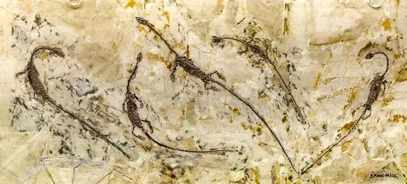 افسانهها واقعی بود؛ کشف فسیل اژدهای دوسر!