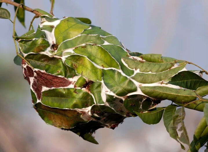 این حشرات بهترین «کار تیمی» را در میان جانوران دارند | عکس