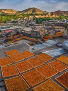 پایتخت آلوی ایران اینجاست | شهر پشت‌بام‌های طلایی را ببینید + فیلم