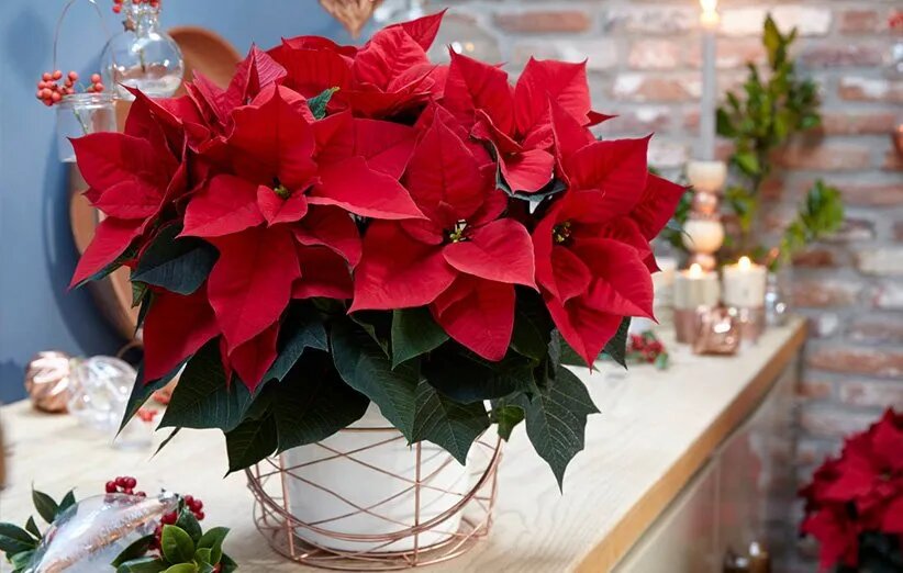 بنت قنسول؛ گل زیبا برای تمام فصل ها | از سیر تا پیاز روش نگهداری در آپارتمان