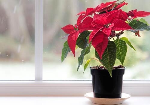 بنت قنسول؛ گل زیبا برای تمام فصل ها | از سیر تا پیاز روش نگهداری در آپارتمان