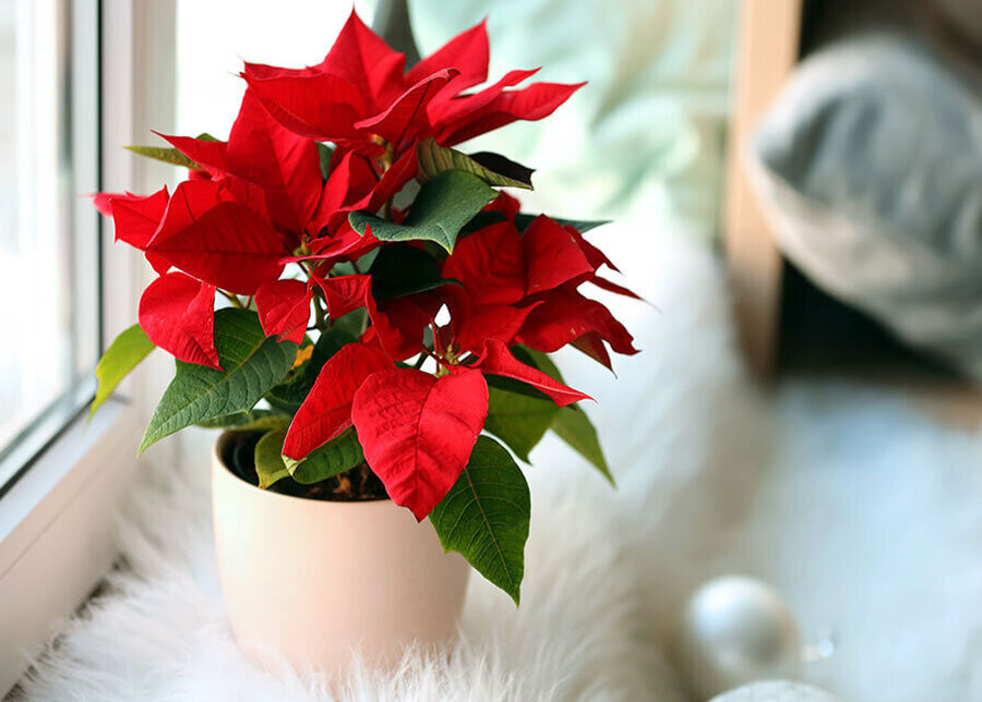 بنت قنسول؛ گل زیبا برای تمام فصل ها | از سیر تا پیاز روش نگهداری در آپارتمان