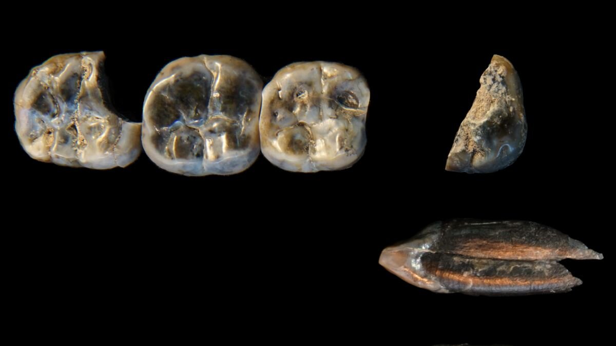 کشفی شگفتانگیز فسیلها | دو گونه انسان باستانی در یک زمان و مکان