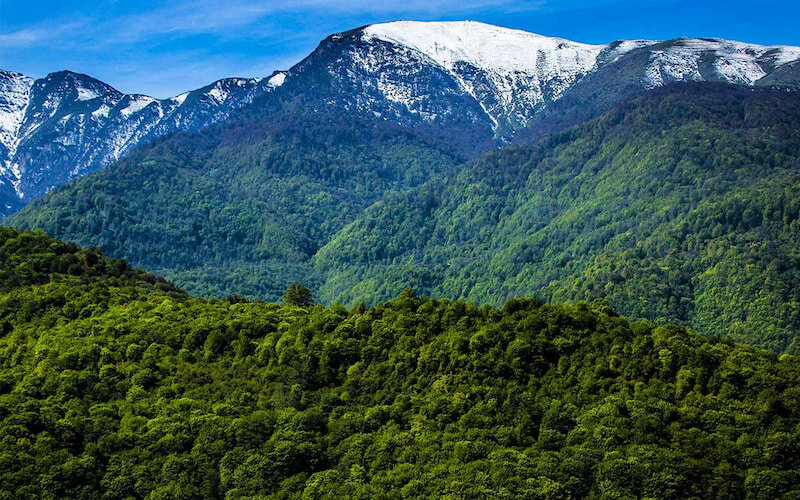 تجارت قارچ های جوانساز از دل جنگل های هیرکانی! | از راه و چاه جنگل نوردی چه می دانید؟