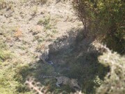 تصویری از دو قلاده پلنگ در ارتفاعات فیروزکوه