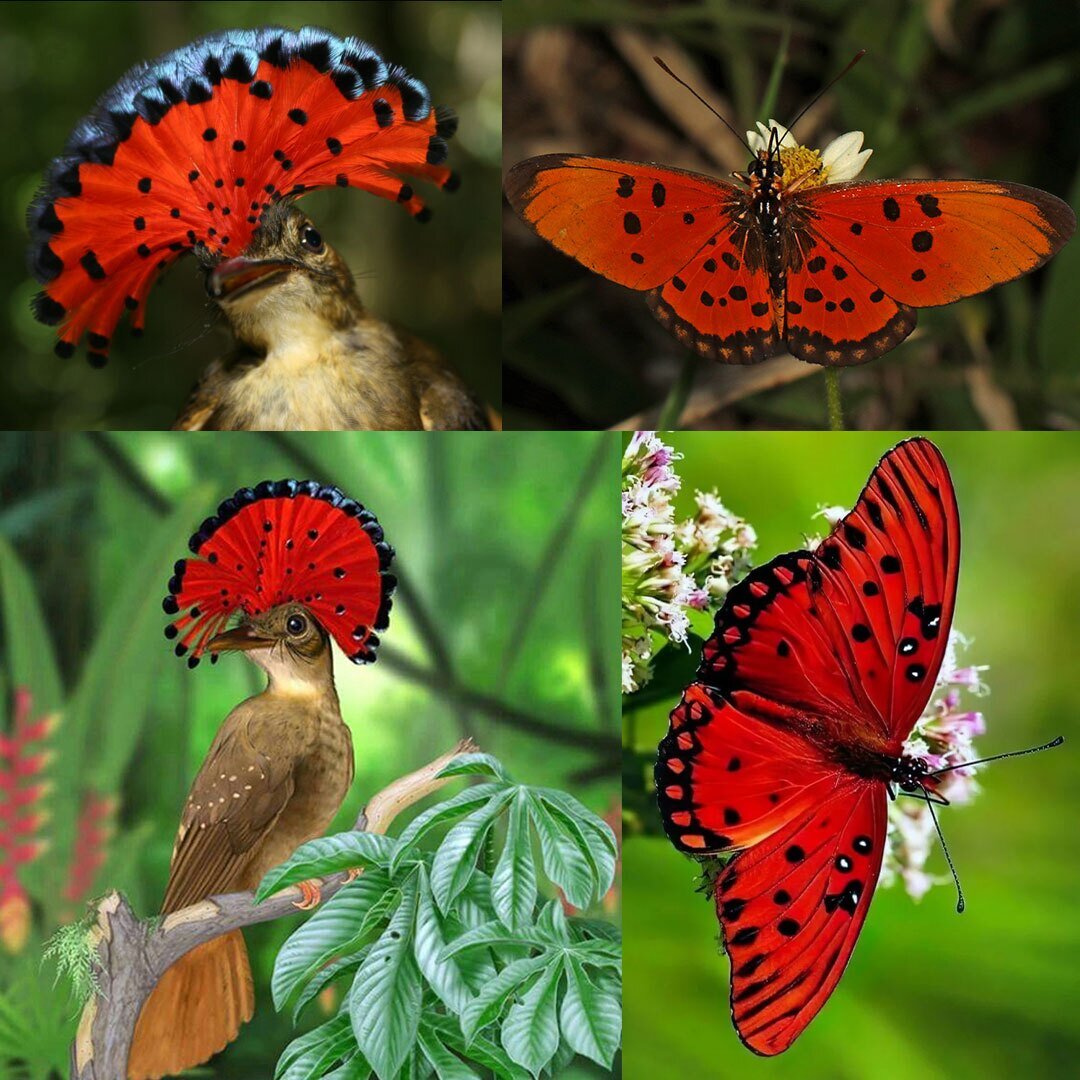 تکرارها و شباهتهای شگفتانگیز در طبیعت | عکس