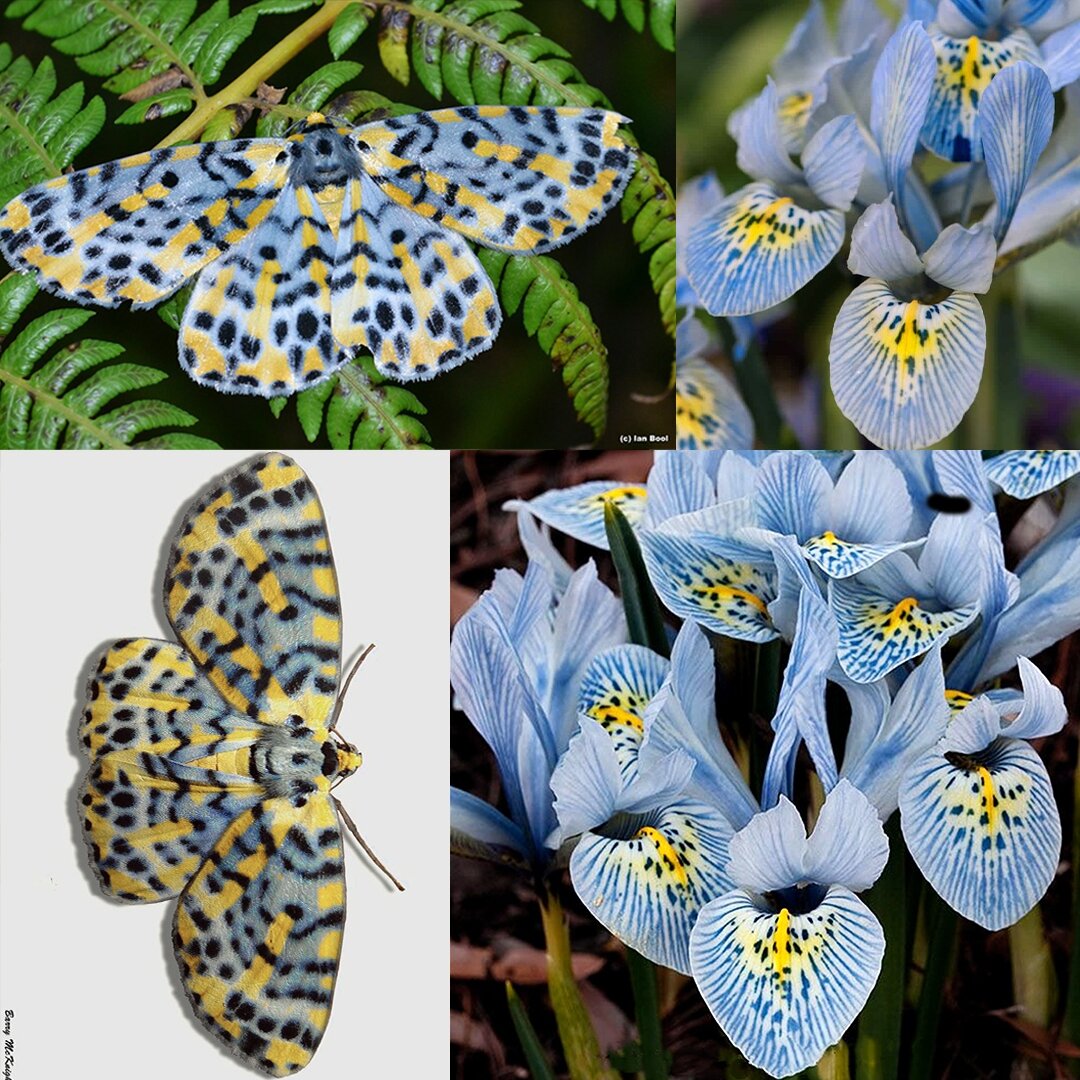 تکرارها و شباهتهای شگفتانگیز در طبیعت | عکس