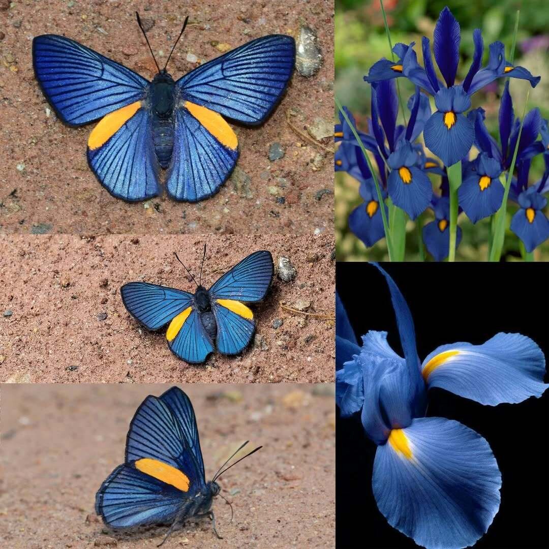 تکرارها و شباهتهای شگفتانگیز در طبیعت | عکس