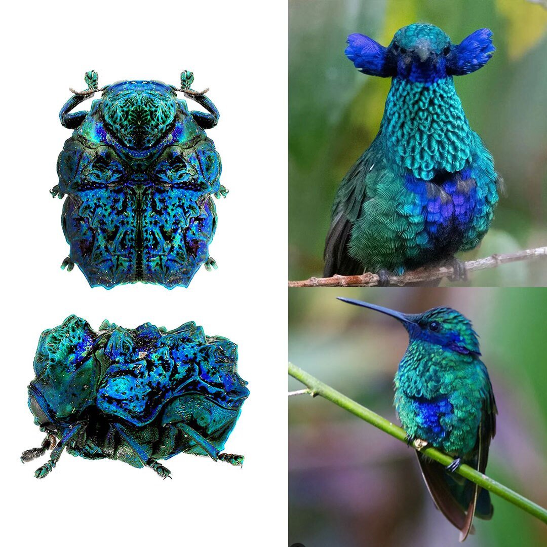 تکرارها و شباهتهای شگفتانگیز در طبیعت | عکس