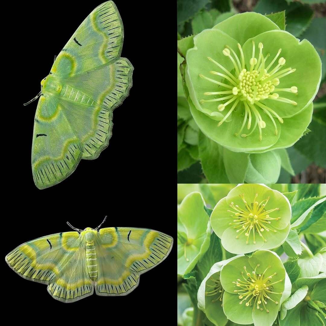 تکرارها و شباهتهای شگفتانگیز در طبیعت | عکس