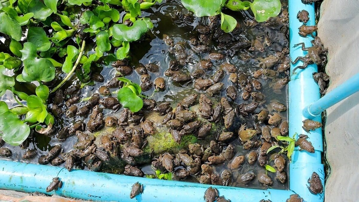 قورباغه ات را صادر کن | راهنمای پول درآوردن از قورباغه