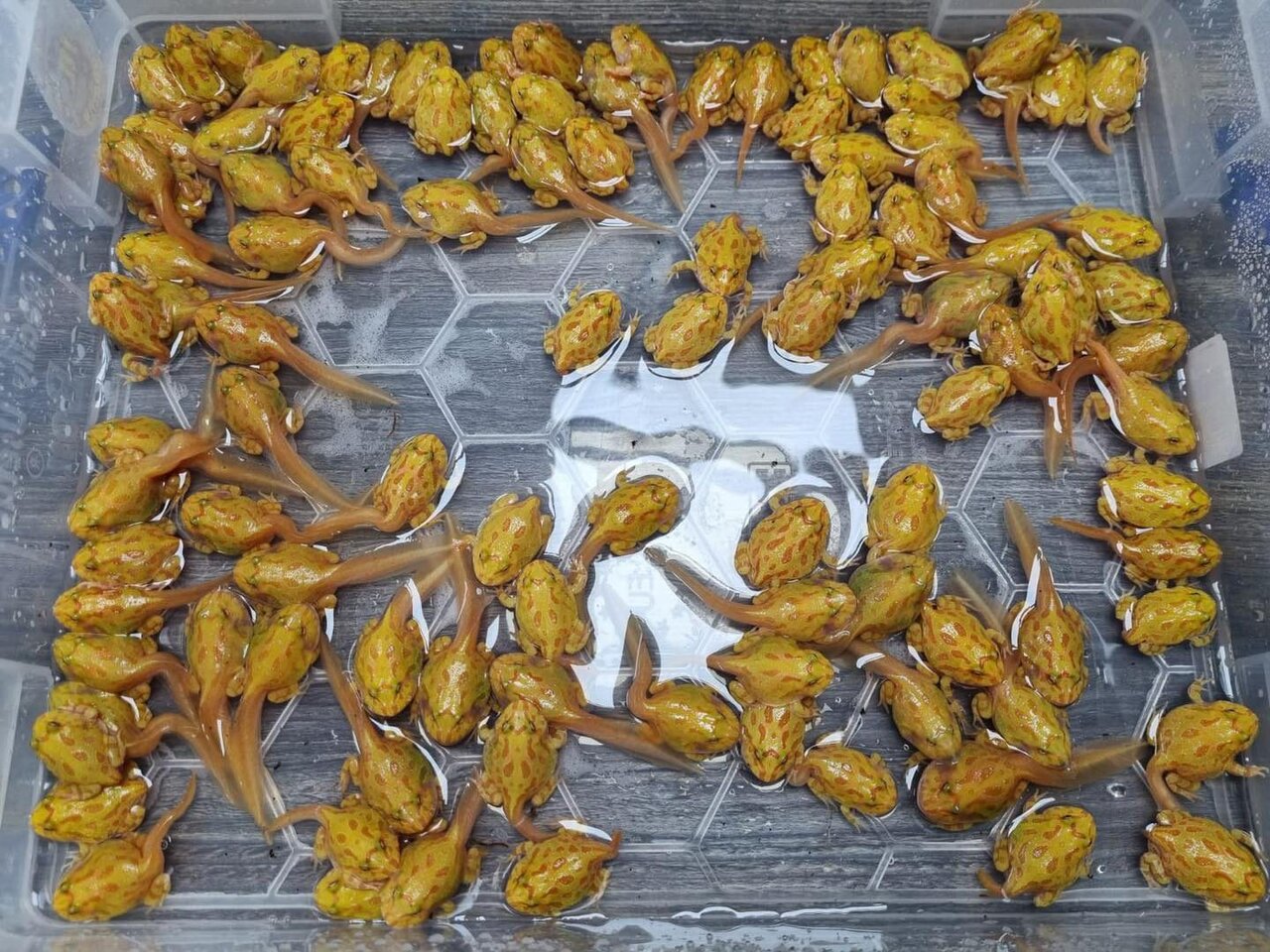 قورباغه ات را صادر کن | راهنمای پول درآوردن از قورباغه