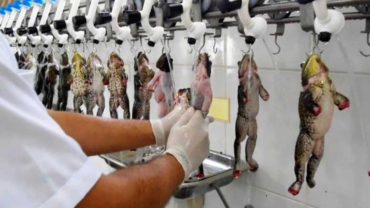 قورباغه ات را صادر کن | راهنمای پول درآوردن از قورباغه