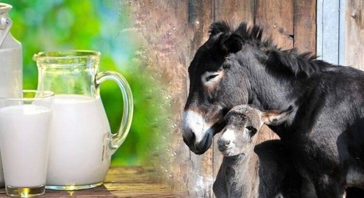 خواص شیر الاغ برای سلامت بدن و زیبایی شیر الاغ