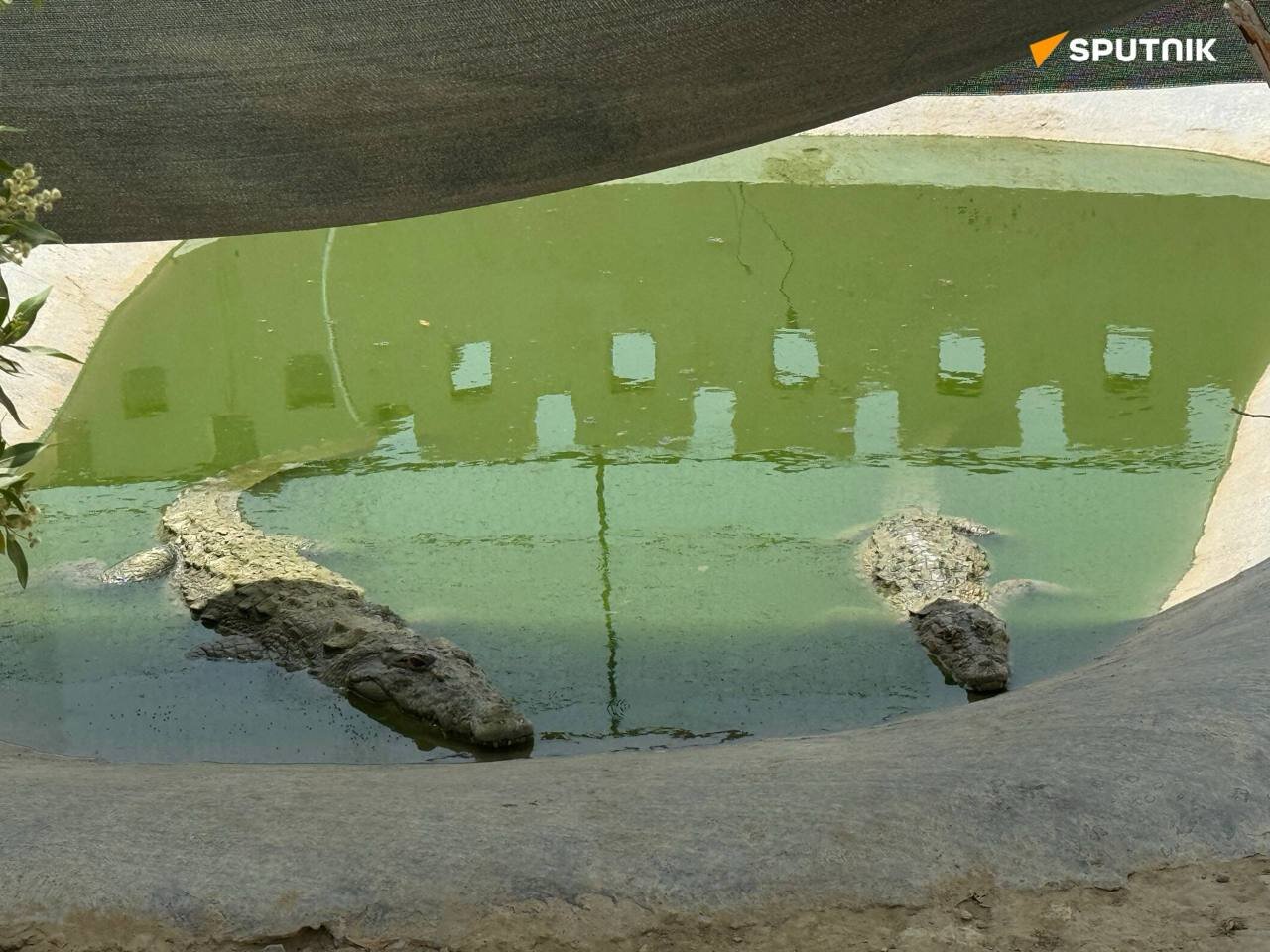 شگفت انگیزترین و انحصاری ترین غول خزنده جنوب ایران | تصاویر