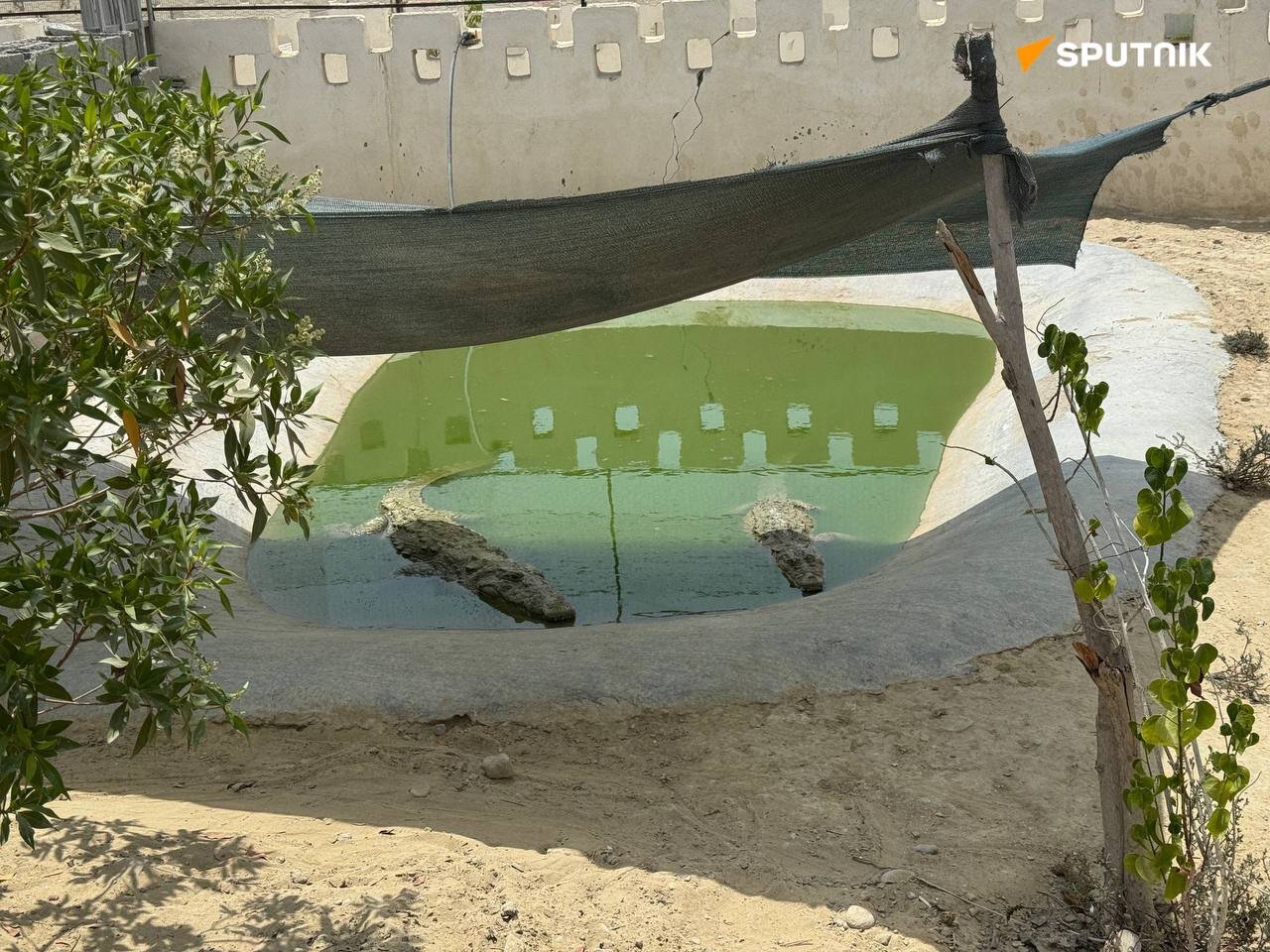 شگفت انگیزترین و انحصاری ترین غول خزنده جنوب ایران | تصاویر