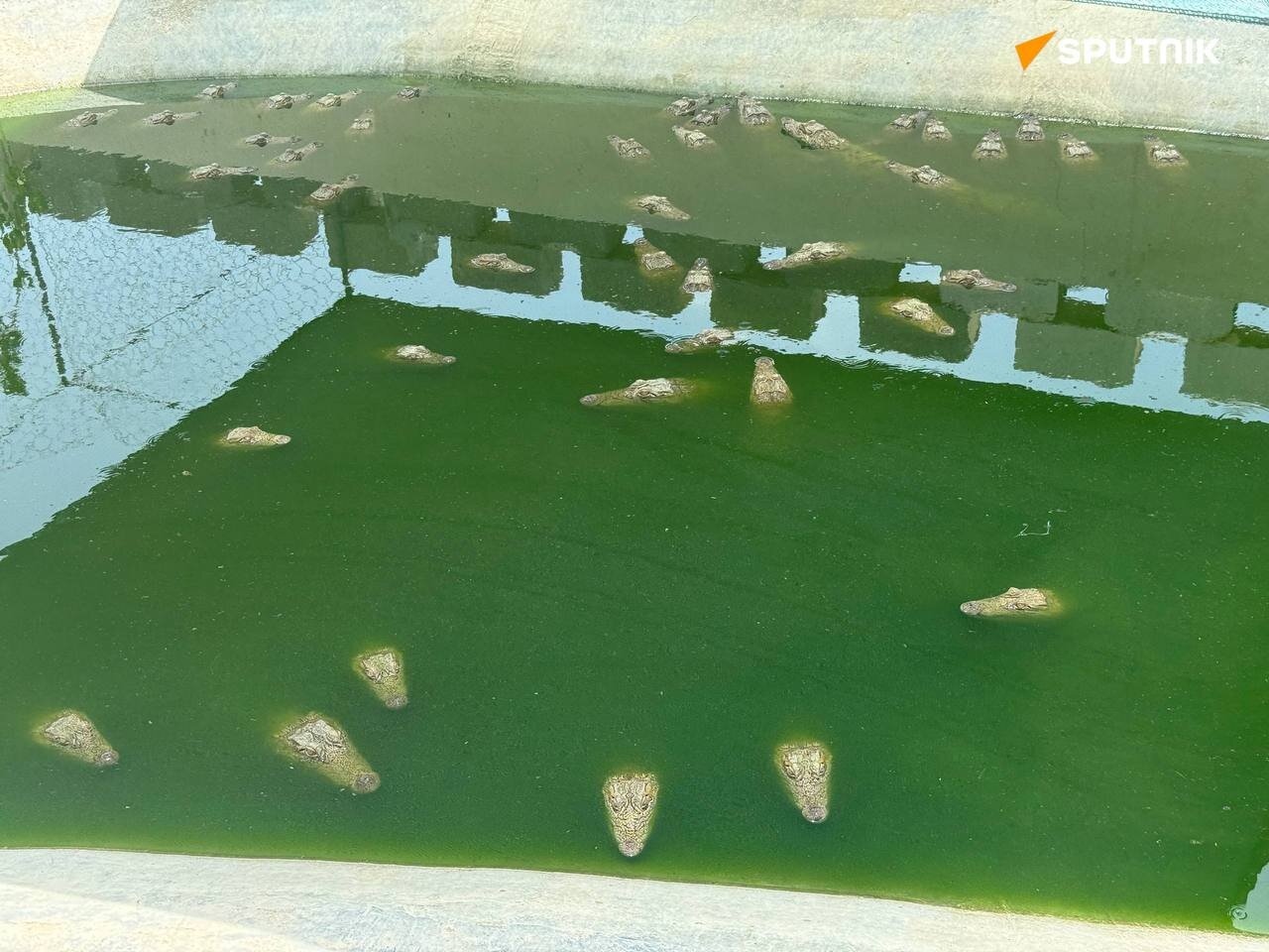 شگفت انگیزترین و انحصاری ترین غول خزنده جنوب ایران | تصاویر