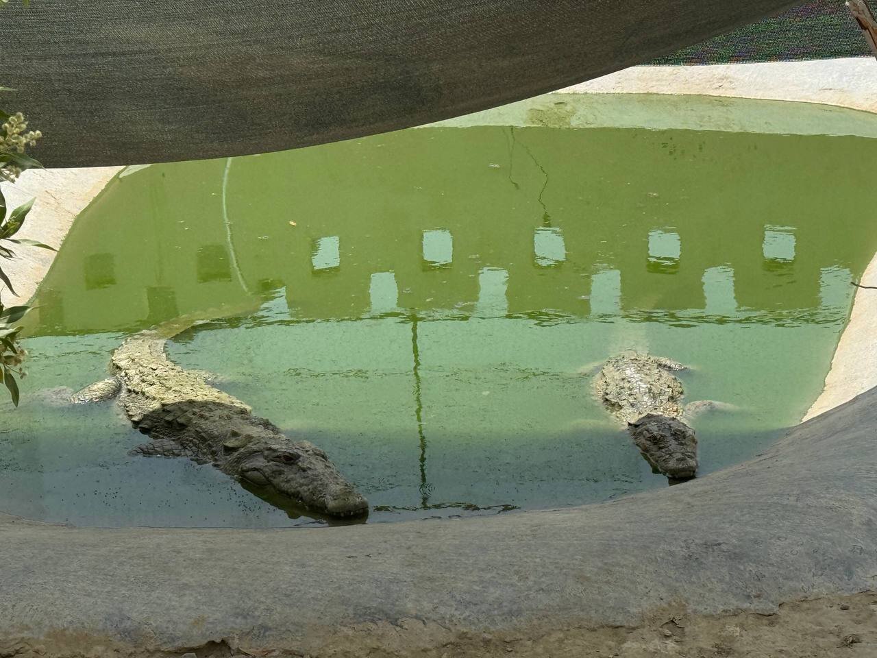 شگفت انگیزترین و انحصاری ترین غول خزنده جنوب ایران | تصاویر