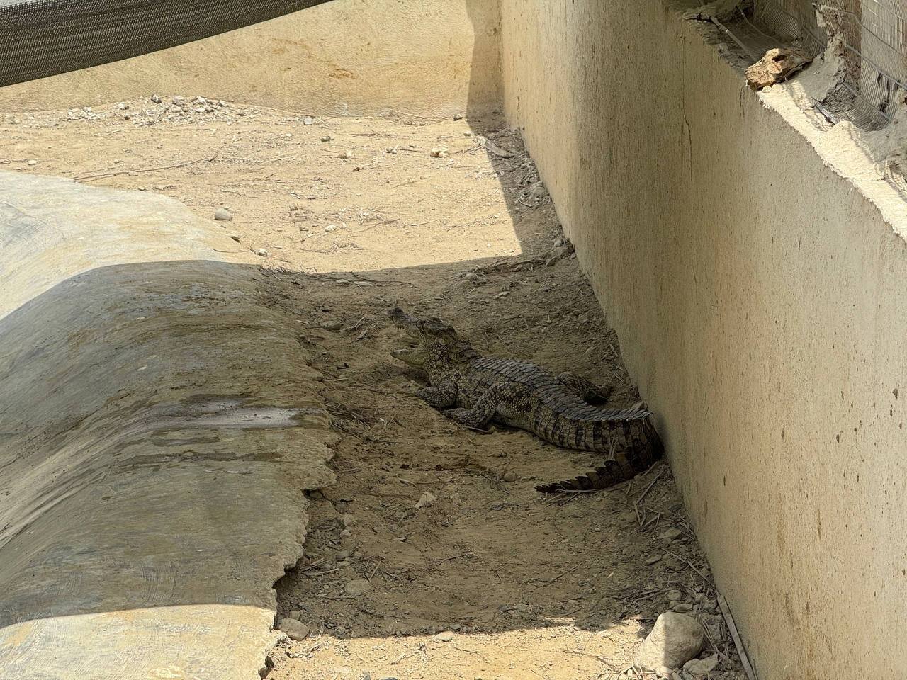 شگفت انگیزترین و انحصاری ترین غول خزنده جنوب ایران | تصاویر