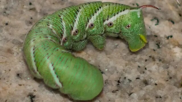 کاهش درد با ژست ابوالهول!