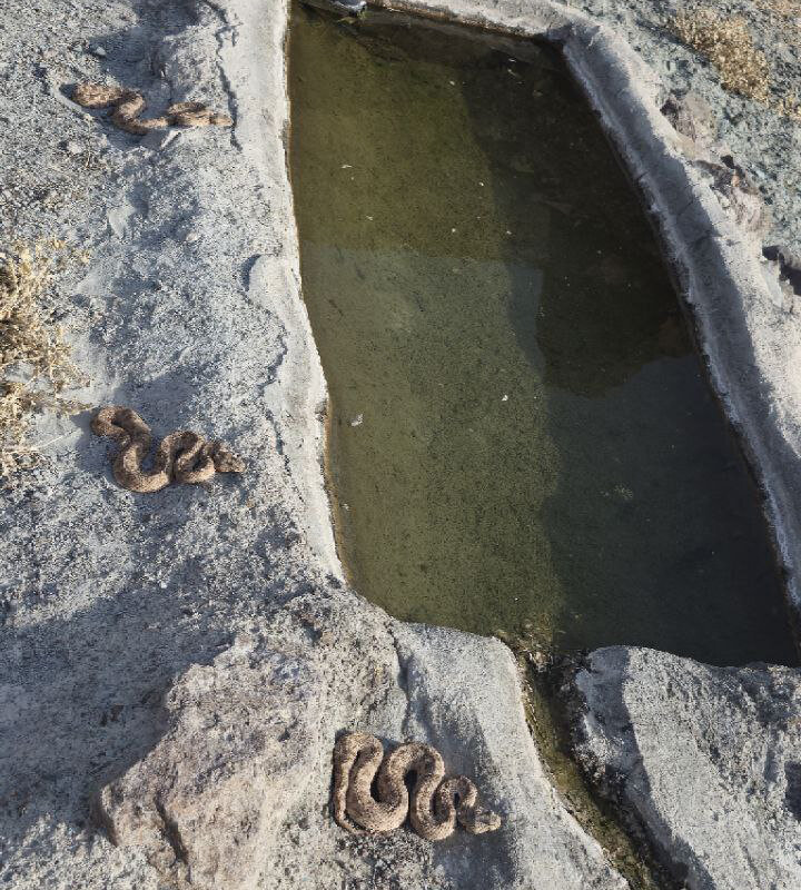 محیط بانی که هر روز در میدان مین راه می رود ! + ویدئو