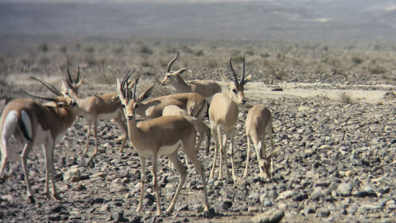 محیط بانی که هر روز در میدان مین راه می رود ! + ویدئو