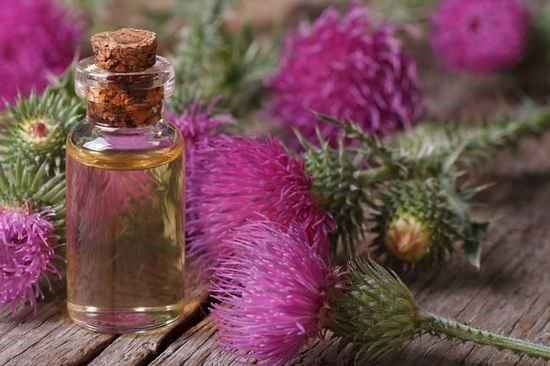 آشنایی با خواص گیاه بابا خازن